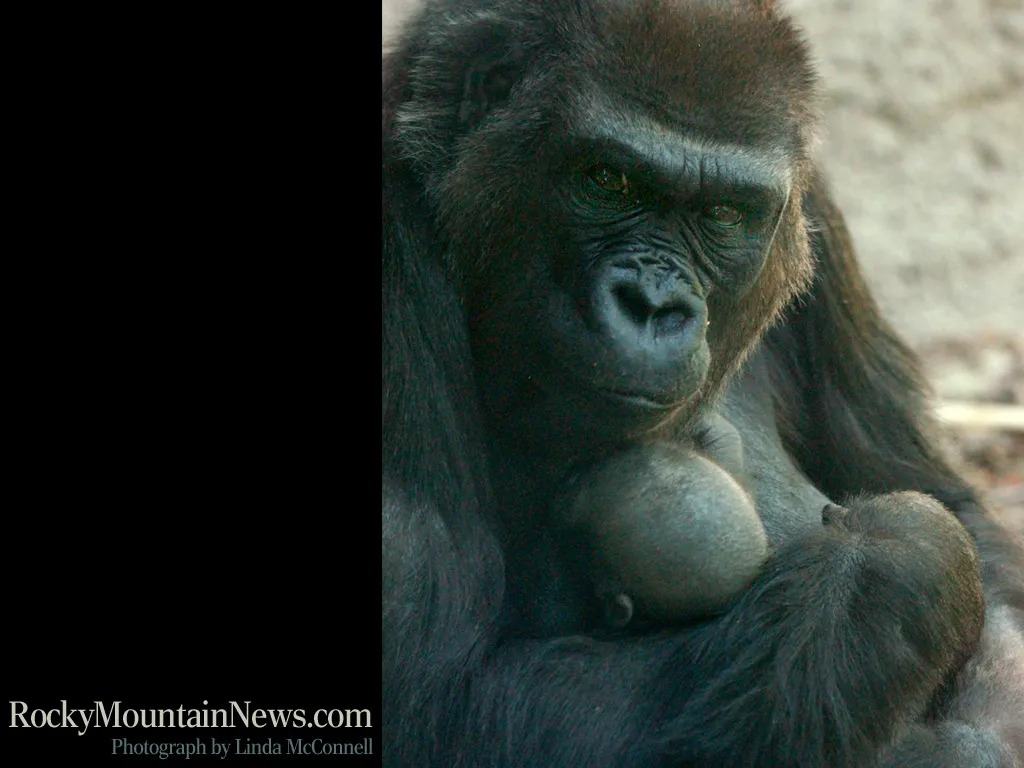Gorillas