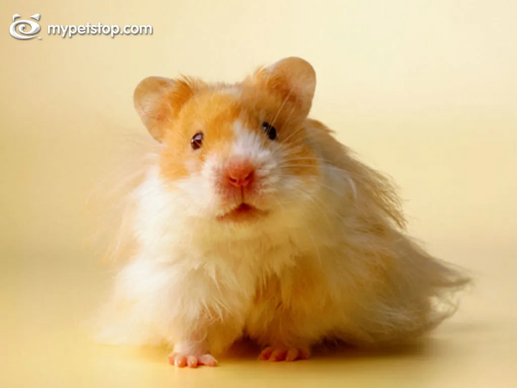 Hamster