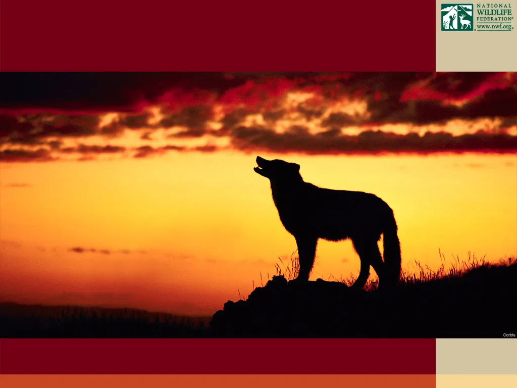 Howling Wolf