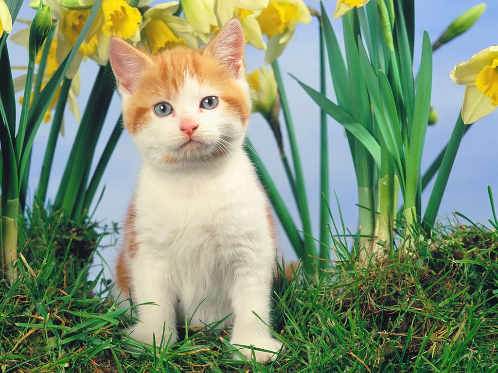 In The Daffodils