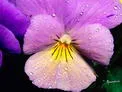 Lavender Pansy