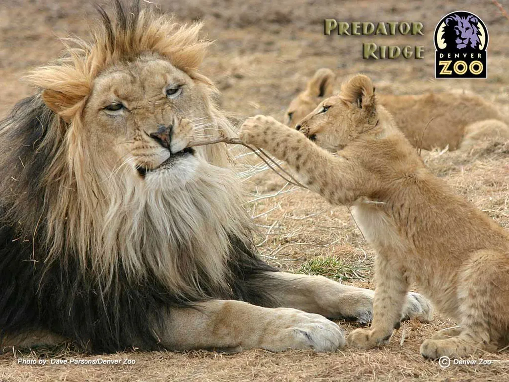 Lions