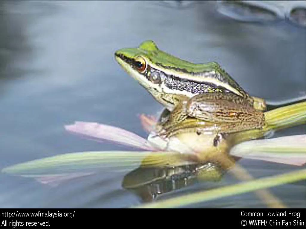 Lowland Frog