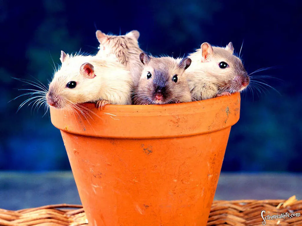 Mice