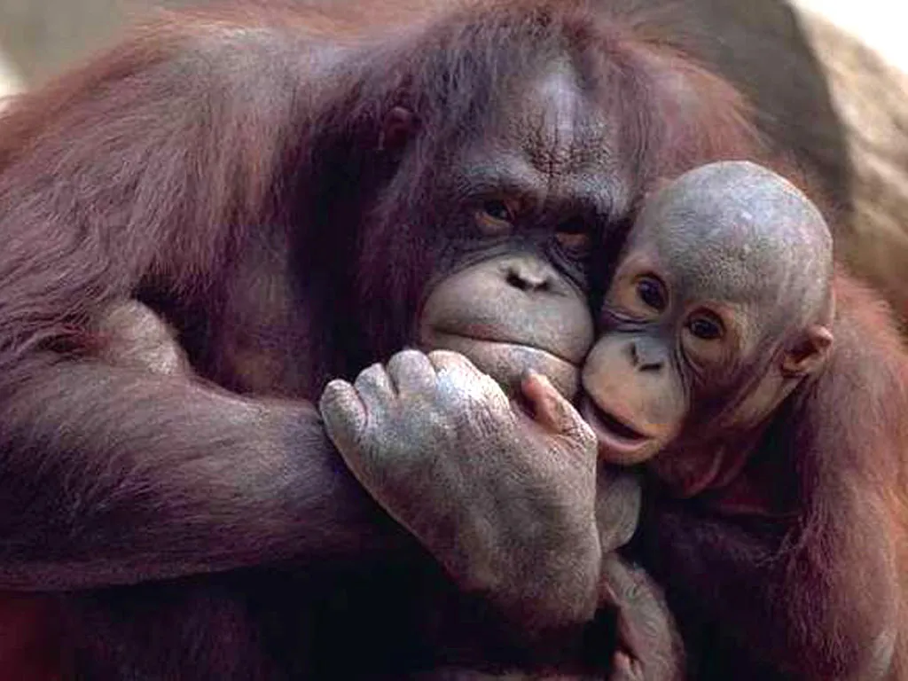 Orang Utans