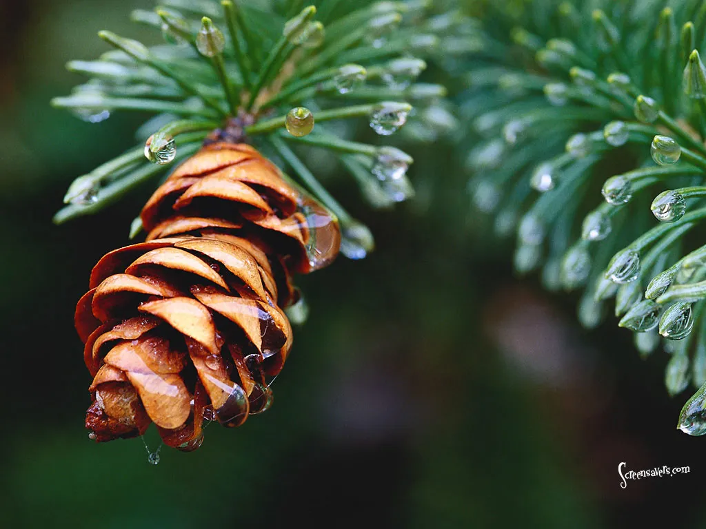 Pinecone