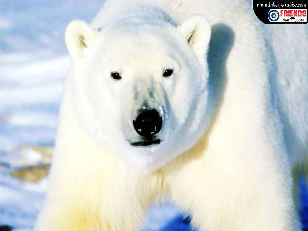 Polar Bear