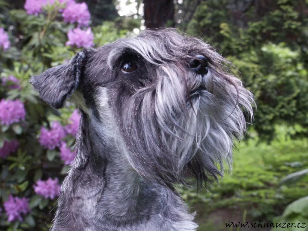 Schnauzer