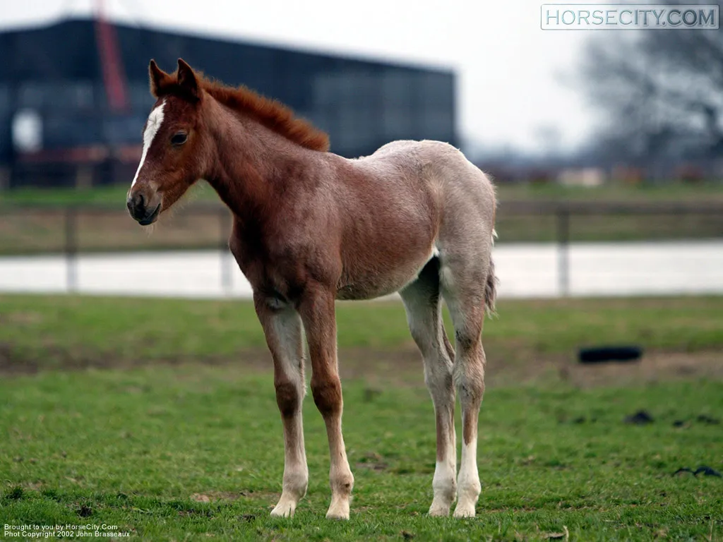 Standing Foal