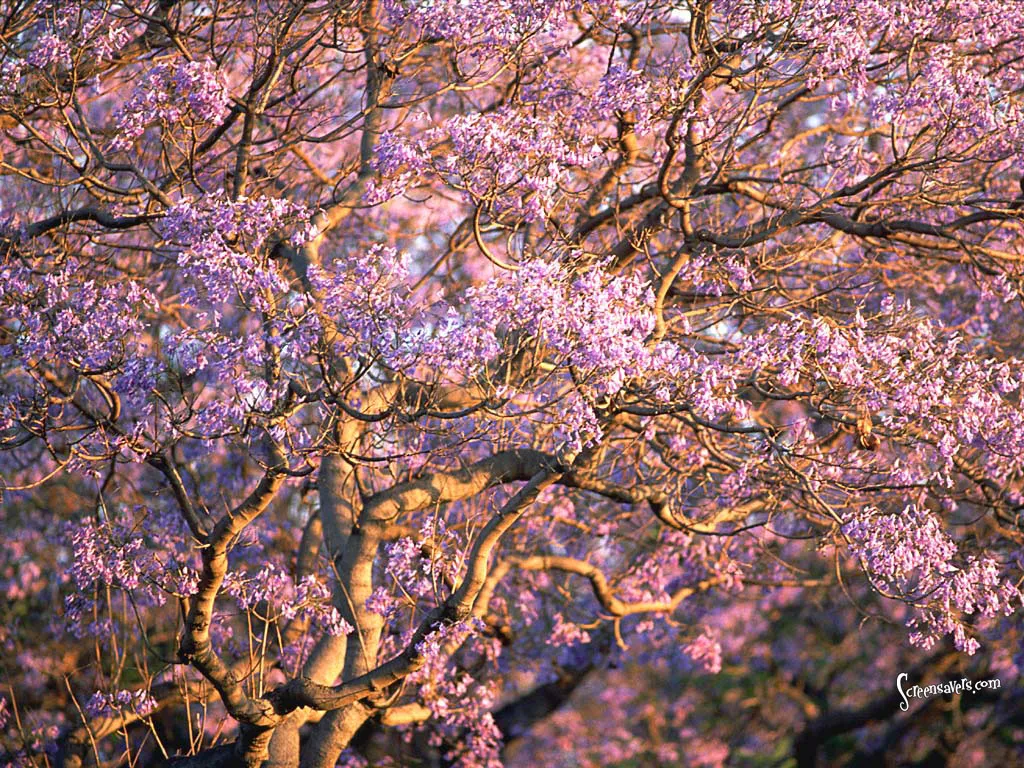Tree in Bloom