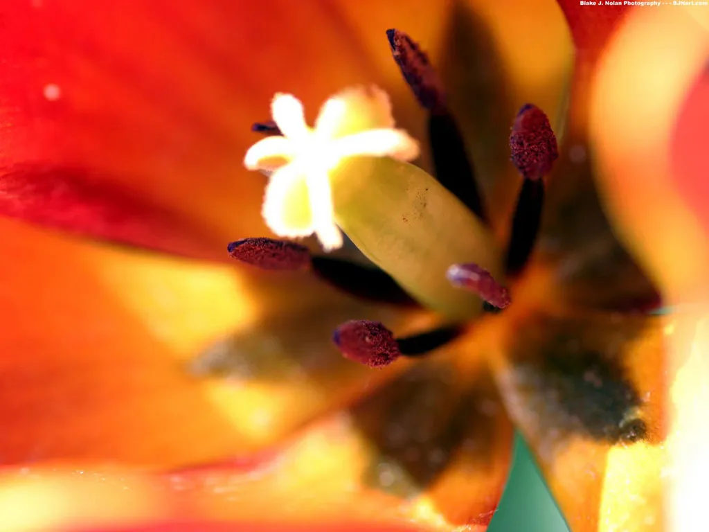 Tulipation