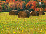 Autumn Field