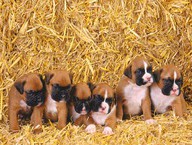 Batch of Boxers