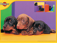 Brown Dachsunds