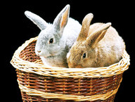 Bunnies in a Basket