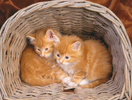 Curious Kittens