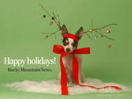 Happy Holidays Chihuahua
