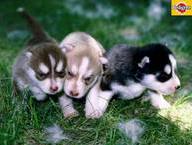 Three Pups
