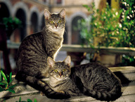 Yellow Eyes
