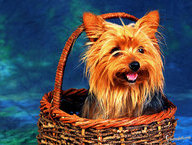 Yorkie in a Basket