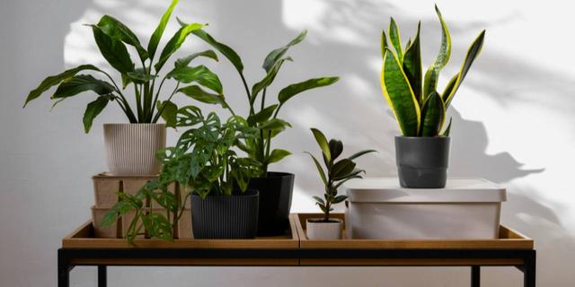 Pot Tanaman Hias Estetik: Pilihan Terbaik untuk Rumah Cantik 3