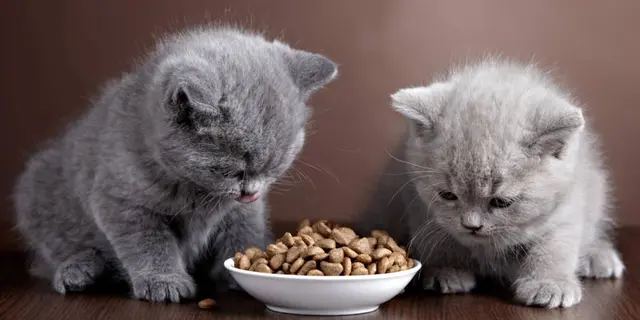 Pawrents Wajib Tahu! Ini Snack Kucing Kaya Nutrisi yang Disukai Banyak Anabul 3