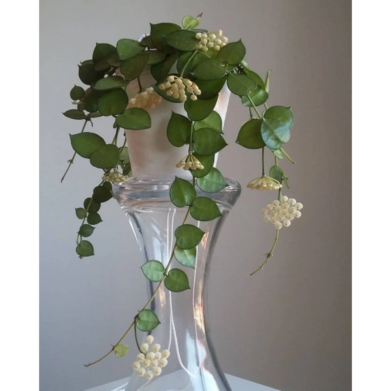 Hoya Khrnoniana atau Hoya Mini