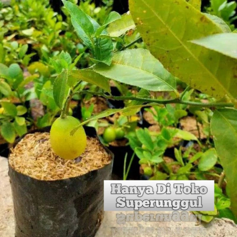 Bibit lemon tea unggul