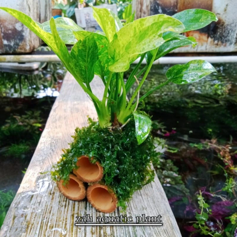Rumah Udang Hias/ornamen Bambu Moss cocok untuk tempat sembunyi udang/ikan hias akuarium