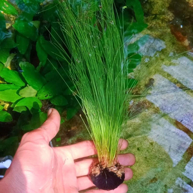 Eleocharis Montevidensis Tanaman Aquascape Hiasan Aquarium Murah Bergaransi