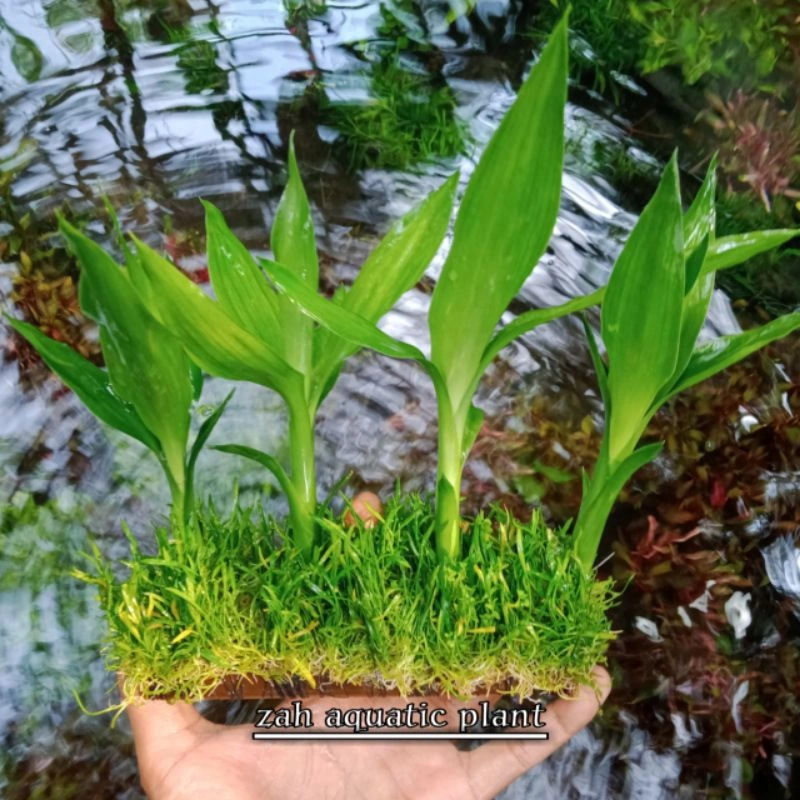 Rumah Udang Hias Aquascape media bambu cocok untuk udang hias Shrimp Blue,Black Coco,Rcs,Blodymarry