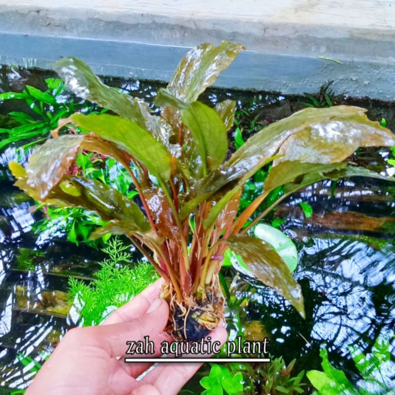 cryptocoryne albida red media wabikusa tanaman air aquascape hiasan Aquarium