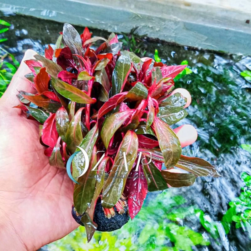 ludwigia glandulosa media wabikusa tanaman aquascape hiasan Aquarium