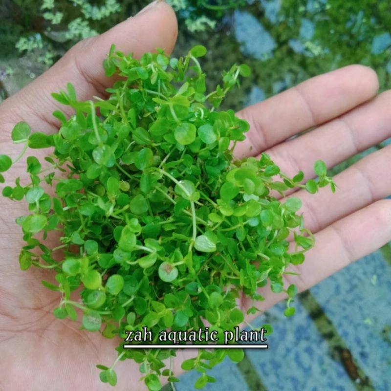 Monte Carlo Wabikusa Tanaman karpet Aquascape Akuarium