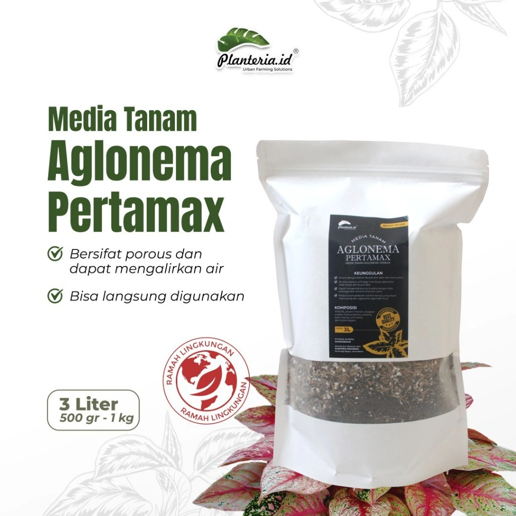 MEDIA TANAM AGLONEMA PERTAMAX