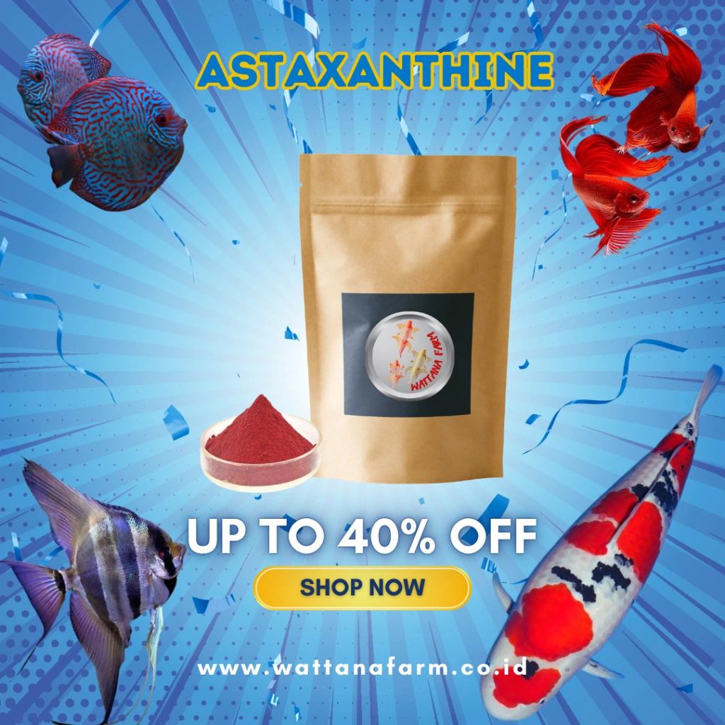 Astaxanthin Pigmen Untuk Meningkatkan & Menajamkan Warna Merah Ikan