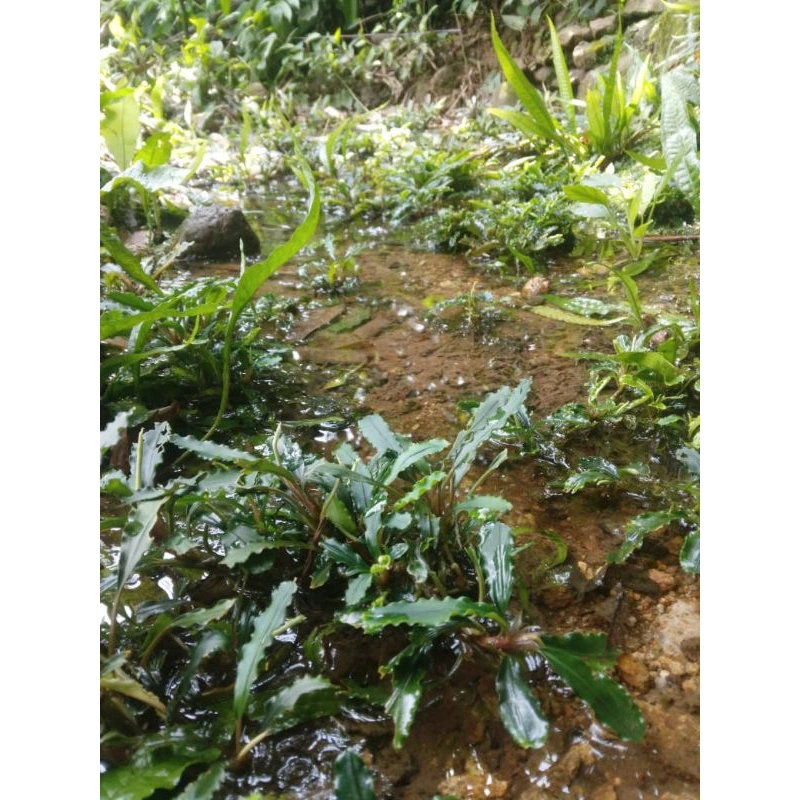 Bucephalandra tanaman aquascape, paket, 10 batang