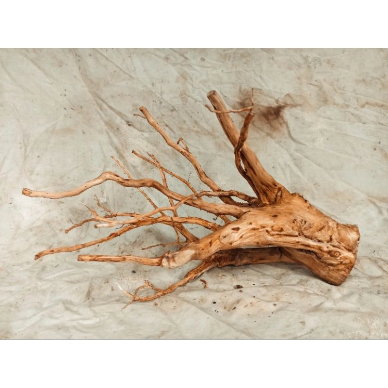 Akar Senggani  aquascape Size, L