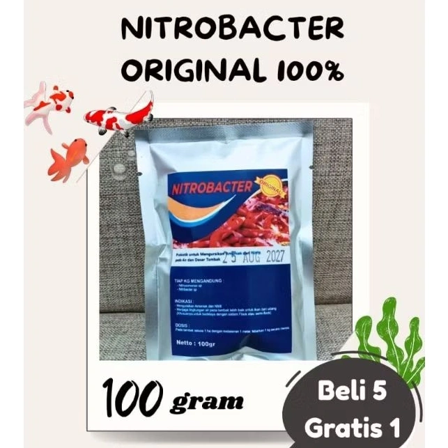 Nitrobacter Original Probiotik Kolam koi dan Bioflok