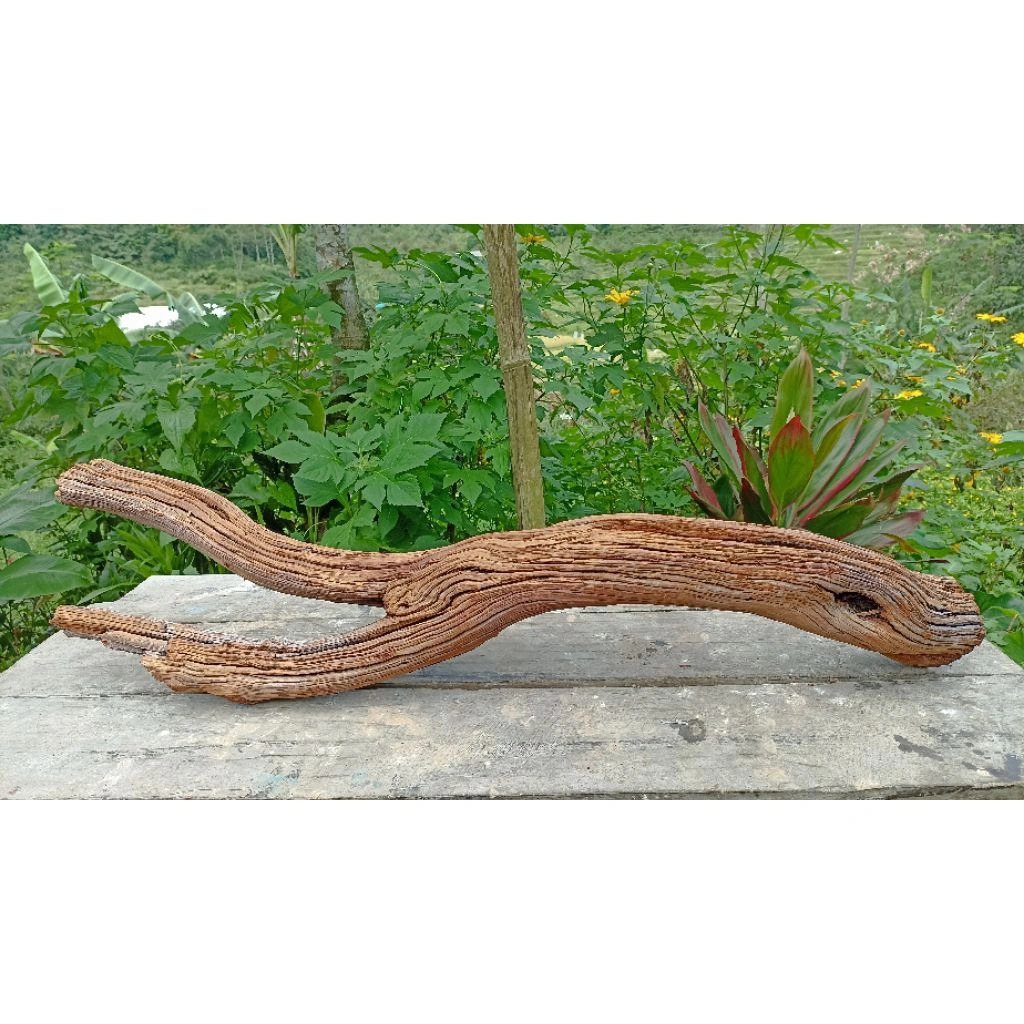 Santigi Aquascape aquarium