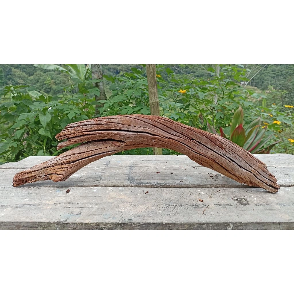 Akar Santigi aquascape aquarium