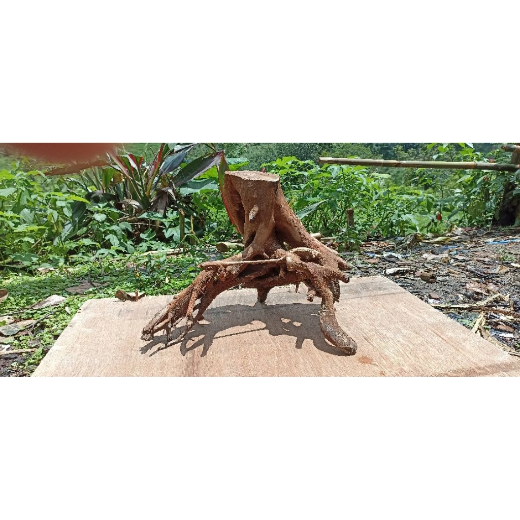 Kayu rentek Model bongol