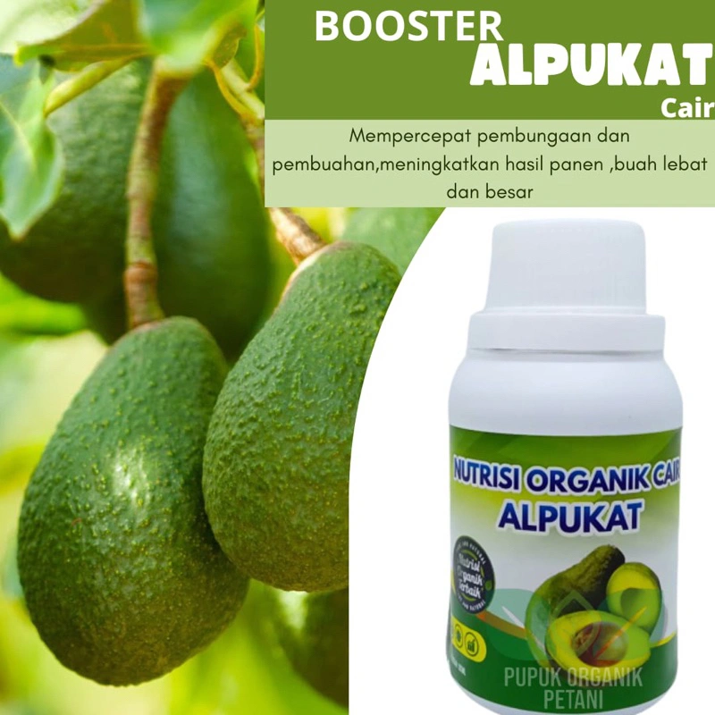 Pupuk organik cair booster alpukat agar cepat berbuah lebat tidak rontok buah berkualitas bagus booster cair alpukat
