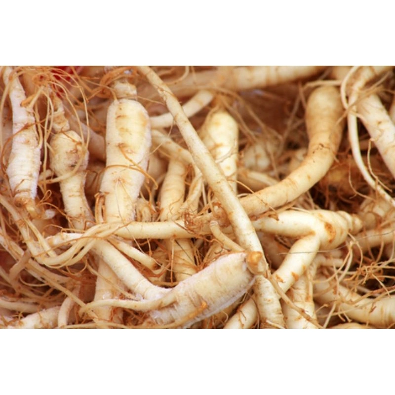 10 BUTIR BENIH GINGSENG KOREA