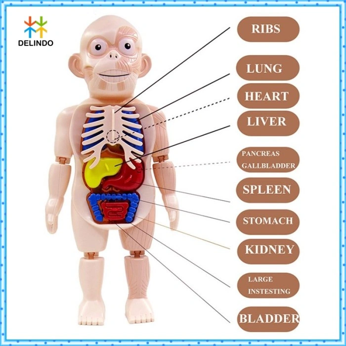 Mainan Edukasi Anatomi Tubuh Manusia Human Organ Anatomy Model Belajar