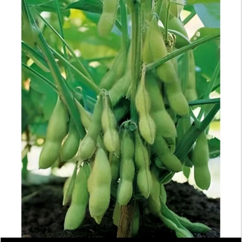 BIJI BENIH KACANG KEDELAI VARIETAS ANJASMORO - ISI 400 BUTIR