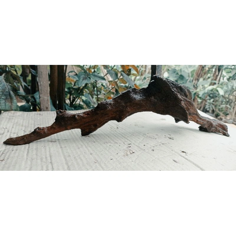 kayu Rentek kecil aquascape sudah tenggelam