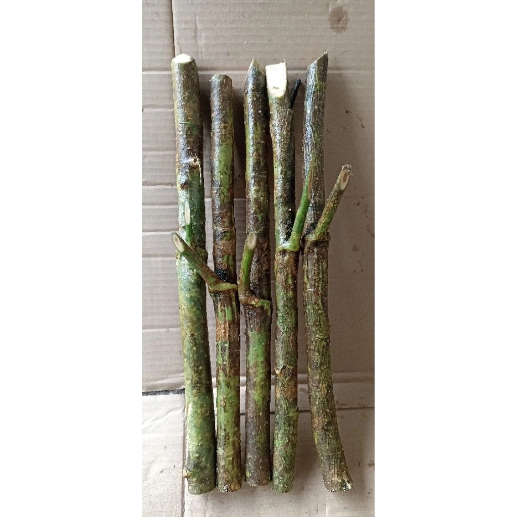 kayu tlogosari panjang 25 cm ,satu pics