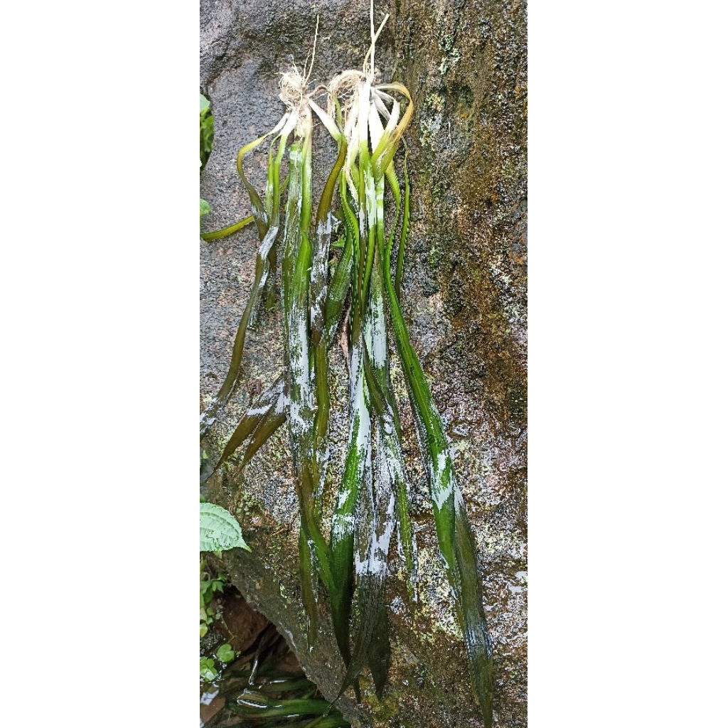 Tanaman aquascape valisneria 10 pics 40 cm