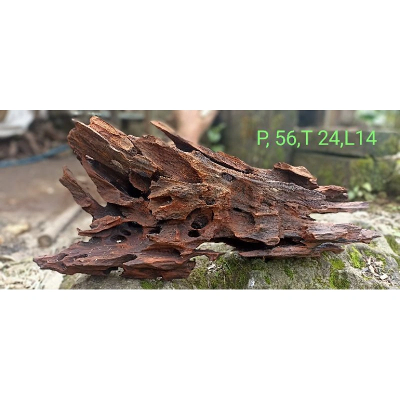 kayu Rentek aquascape